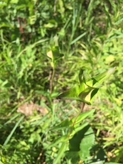 Gentiana rubricaulis