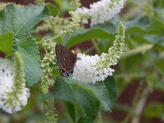Electrostrymon angelia