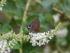 Electrostrymon angelia