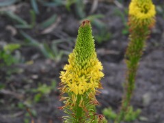 Bulbine latifolia
