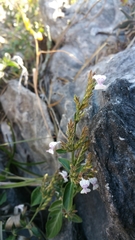 Hypoestes