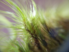 Dicranoloma robustum