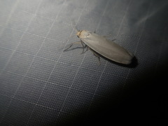 Crambidia xanthocorpa