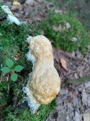 Fuligo septica candida