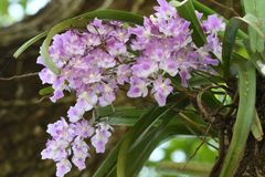 Aerides maculosa