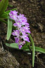 Aerides maculosa