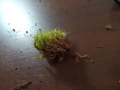 Dicranoloma robustum