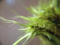 Dicranoloma robustum