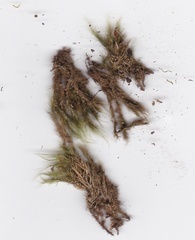 Dicranoloma robustum