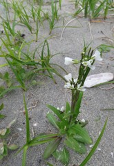Arabis eschscholtziana