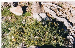 Ulex baeticus scaber