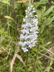 Platanthera nivea