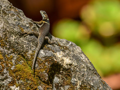 Sceloporus aureolus