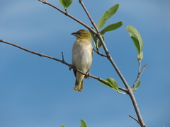 Ploceus melanocephalus