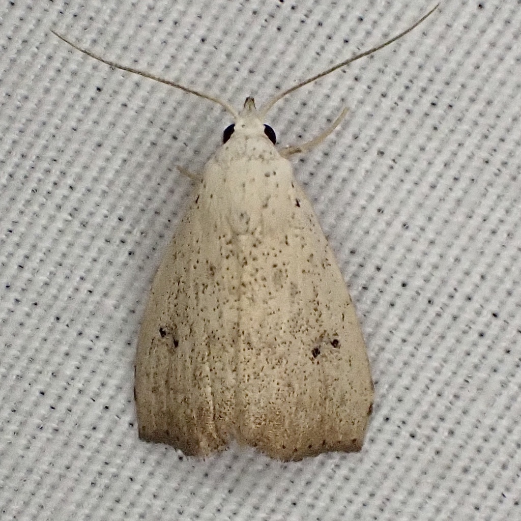 Rivula stepheni