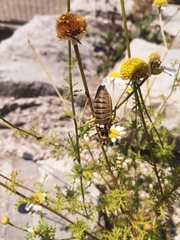 Ephippiger discoidalis