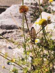 Ephippiger discoidalis