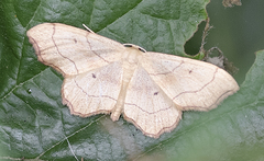 Idaea emarginata