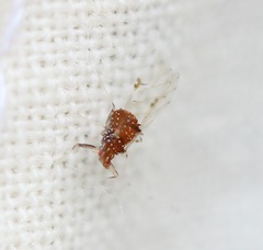 Drepanaphis carolinensis