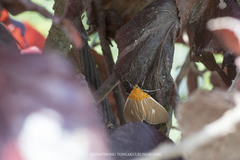 Asota producta