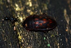 Phenolia grossa