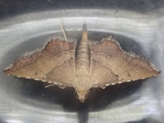 Endotricha flammealis