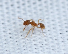 Pheidole tysoni