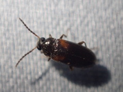 Mycetochara