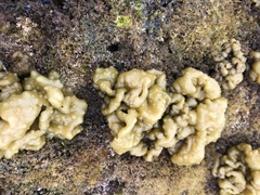 Ectocarpales