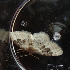 Idaea rusticata
