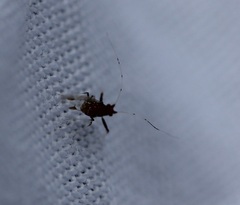 Drepanaphis acerifoliae