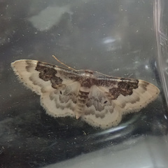 Idaea rusticata