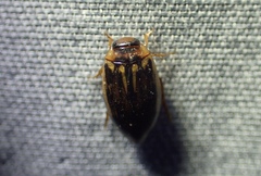 Coptotomus
