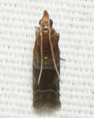 Moodna pallidostrinella