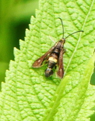 Carmenta pyralidiformis