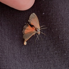 Virbia laeta