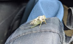 Diceroprocta vitripennis