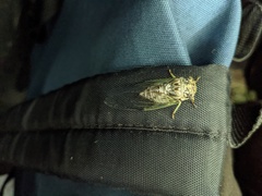 Diceroprocta vitripennis