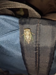 Diceroprocta vitripennis