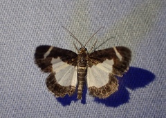 Heliomata cycladata