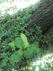 Cardiocrinum