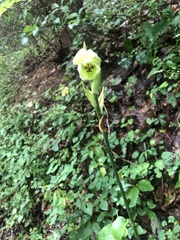 Cardiocrinum