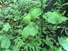 Cardiocrinum