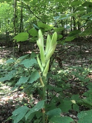Cardiocrinum