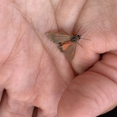 Virbia laeta