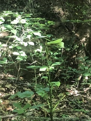 Cardiocrinum