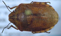 Eurygaster alternata