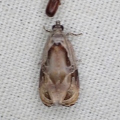 Zomaria interruptolineana