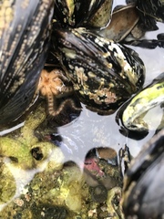 Ophiactoidea