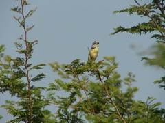 Pogoniulus chrysoconus